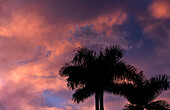 USA, Florida, Boca Raton, Silhouettes of palm trees against dramatic pink clouds on blue sky