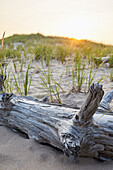 USA, New York, Amagansett, Treibholz am Strand mit Rasen bei Sonnenuntergang