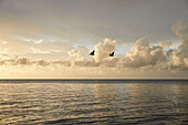Wolken und Vögel über dem Meer bei Sonnenaufgang