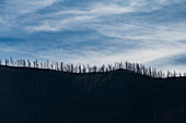 USA, New Mexico, Silver City, Gila National Forest, Silhouetten von Bäumen auf dem Hügel