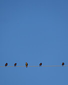 Starlings perching on cable wire against blue sky