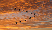 Nilgans (Alopochen aegyptiaca) fliegt in V-Formation gegen die Wolken bei Sonnenuntergang