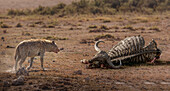 Afrika, Kenia, Amboseli-Nationalpark, Tüpfelhyäne (Crocuta crocuta) nähert sich Büffelkadaver