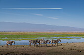 Africa, Kenya, Amboseli National Park, Zebras walking by pond
