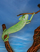 Thailand, Bangkok, Green chameleon on twig