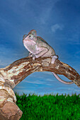 Madagascar, Chameleon on branch