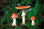 USA, Colorado, Aspen, Fly agaric mushrooms (Amanita muscaria) growing in forest