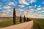 Italy, Tuscany, Val D'Orcia, Pienza, Cypresses along dirt road in landscape at sunset