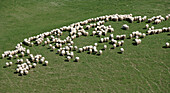 Italy, Tuscany, High angle view of flock of sheep grazing in green field