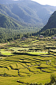Bhutan, Paro, Rice fields in valley in Himalayas
