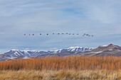 USA, Idaho, Bellevue, Flock of Canada Geese flying over marsh