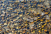 USA, Idaho, Stanley, Clear waters of Salmon River