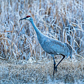 USA, Idaho, Bellevue, Sandhill crane (Antigone canadensis) in marsh
