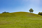 USA, California, Walnut Creek, California Oak tree in green hill in springtime