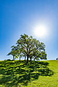 USA, Kalifornien, Walnut Creek, Sonne über kalifornischen Eichen im grünen Feld im Frühling