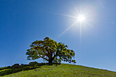 USA, California, Walnut Creek, Sun shining above single California Oak tree in green field in springtime