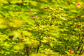 Nahaufnahme des japanischen Ahorns (Acer Palmatum) blüht im Frühling