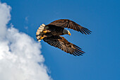 Weißkopfseeadler (Haliaeetus leucocephalus) im Flug gegen den Himmel