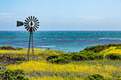 Usa, California, San Simeon, Windmill among mustard field at Pacific Ocean coastline