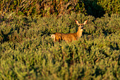 USA, Idaho, Bellevue, Deer standing among bushes