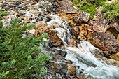USA, Idaho, Stanley, Rocky creek in forest