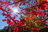 Sonne scheint durch rote Blätter des Zuckerahornbaums