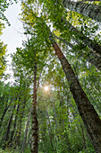 USA, Idaho, Hailey, Sonne scheint durch hohe grüne Bäume im Wald
