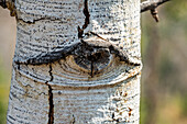Eye-shaped formation in Aspen tree