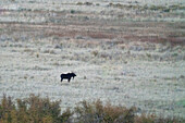 USA, Idaho, Bellevue, Bull moose in field at dusk