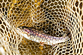 Rainbow trout in fishing net
