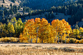 USA, Idaho, Sun Valley, Herbstlaub