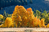 USA, Idaho, Sun Valley, Herbstlaub