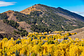 USA, Idaho, Ketchum, bewaldete Hügel im Herbst