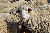 Schafe im Feld vor Trailing of the Sheep Festival