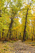 USA, Idaho, Hailey, Footpath covered with fallen leaves in Autumn forest