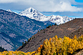 USA, Idaho, Ketchum, Yellow trees and snowcapped mountains in Autumn