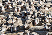 Schafherde im Feld vor Trailing of the Sheep Festival