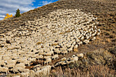 USA, Idaho, Ketchum, Schafherde am Hang vor Trailing of the Sheep Festival