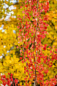 USA, Idaho, Ketchum, Nahaufnahme von gelben und roten Bäumen im Herbst