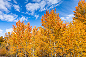 USA, Idaho, Ketchum, Herbstlaub in der Nähe von Sun Valley