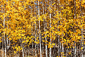 USA, Idaho, Ketchum, gelbe Bäume im Herbst