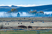 USA, Idaho, Bellevue, Agricultural sprinklers and cows grazing in field covered with morning mist in Autumn