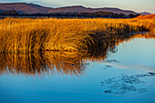USA, Idaho, Bellevue, Morning sunlight on reeds in calm spring creek