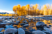 USA, Idaho, Bellevue, nasse Felsen im Big Wood River und gelbe Bäume im Herbst