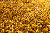 Yellow Autumn leaves on ground