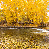 USA, Idaho, Bellevue, Big Wood River reflecting yellow Autumn trees