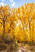 USA, Idaho, Bellevue, gelbe Bäume im Herbstwald