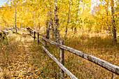USA, Idaho, Bellevue, Wooden fence in Autumn forest