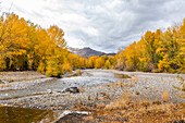 USA, Idaho, Bellevue, Big Wood River and yellow Autumn trees