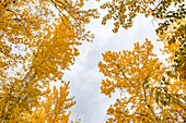 Low Angle View von gelben Herbstbäumen gegen den Himmel